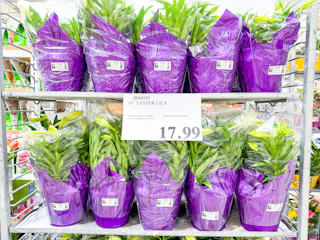 costco-plants-easter-lily