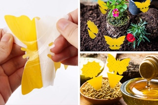 collage of Fruit Fly Traps