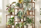 tiered plant stand