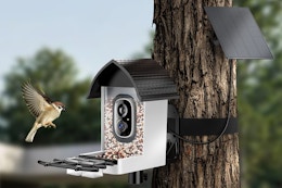smart bird feeder