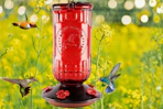 amazon Hummingbird Feeder