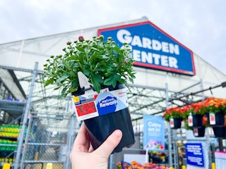 lowes-free-fall-flowers-giveaway-rewards-members-benefits-kcl-17