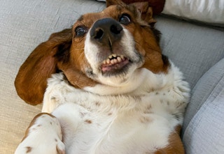 barkbox 420 box c 1681752429 1681752429
