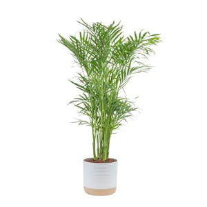 Cat Palm Live Plant
