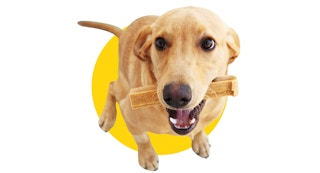 amazon pawstruck himalayan yak dog chew 1686277374 1686277374
