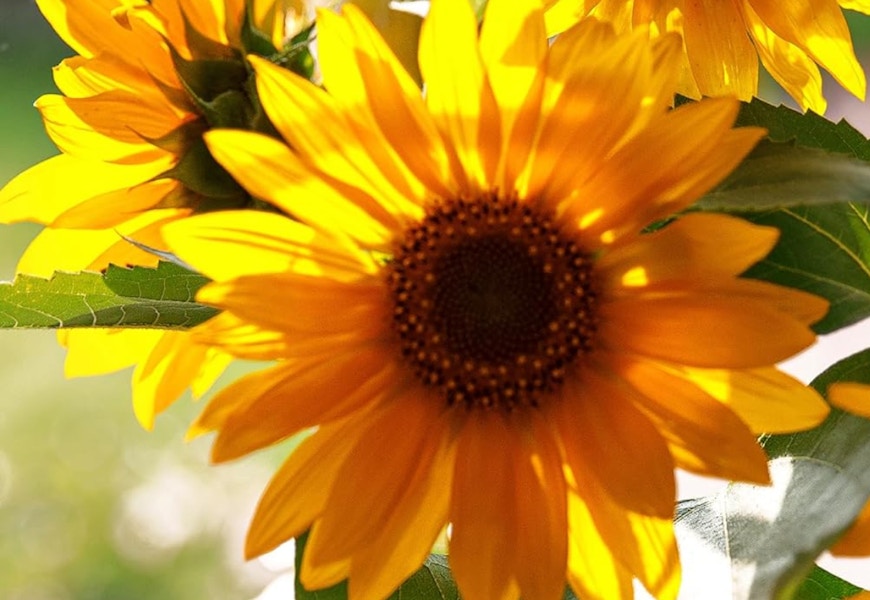 amazon-sunflower-kit-2024-2