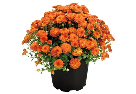 Fall Mums