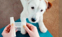 Pet First Aid Kit, Only $14.99 on Amazon card image