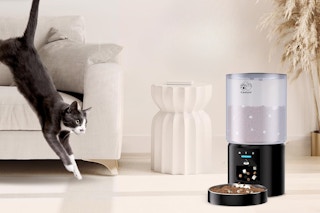 cat running towards the pet feeder to eat