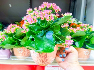 aldi flower in mug 1683813427 1683813427