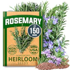 Rosemary Seeds