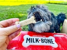 dog eating dog treat from hand