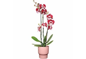 Valentine's Day Orchid