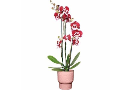 Valentine's Day Orchid