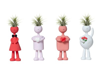 Cupid Air Plant Set