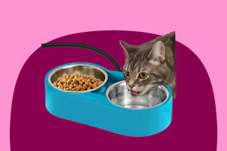 amazon water bowl