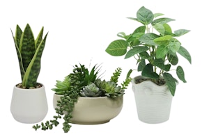 Festive Voice Faux Plant