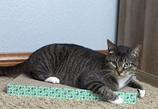 amazon pet cat posts 2023 1 1683057877 1683057877