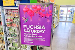 fuchsia saturday sign for april 11, 2026