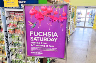fuchsia saturday sign for april 11, 2026
