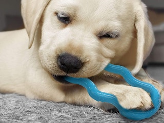 a puppy with blue chew toy