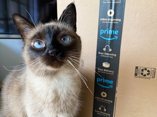 A cat sitting next to an Amazon Prime delivery box.