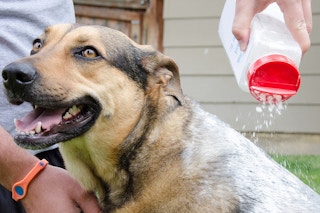 A person sprinkling a white powder from a shaker bottle onto a dog's back. The dog has a huge smile on its face.