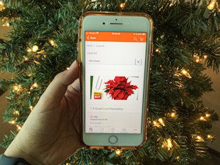 poinsettias 2021 1 1637089574 1637089574