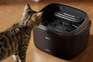 a cat using a cat fountain