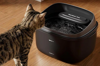 a cat using a cat fountain