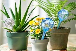 Self-Watering Globes for Plants, $20 on Amazon card image