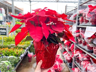 poinsettia home deopt 2022 4 1669394082 1669394082