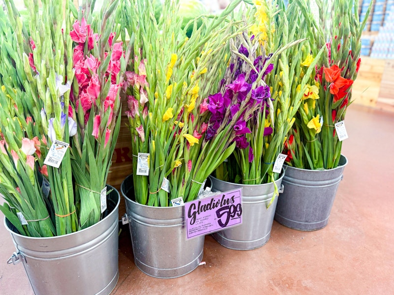 trader-joes-aug-4