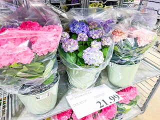 costco-plants-hydrangea