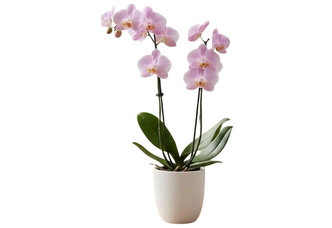 Orchid House Plant