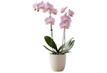 Orchid House Plant