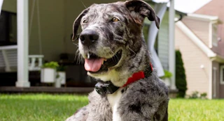 a dog with a wireless fence collar on outside