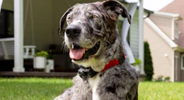 a dog with a wireless fence collar on outside