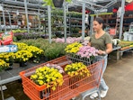 a person shopping for mums at home depo