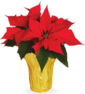 Poinsettia