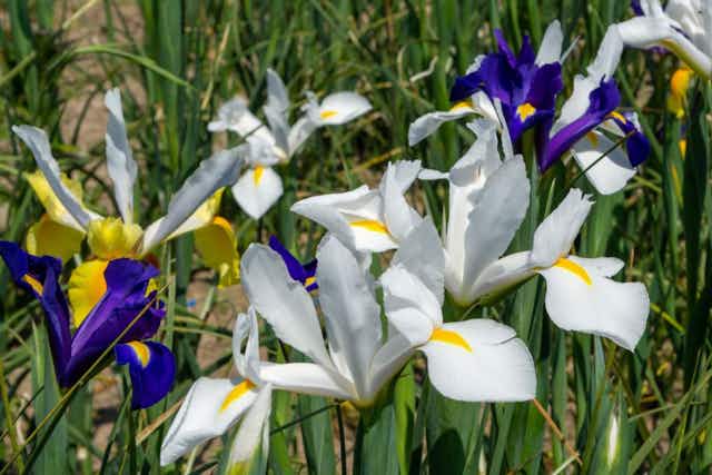 Dutch Iris Flowers: Get 90 Bulbs for $17.99 at UntilGone card image