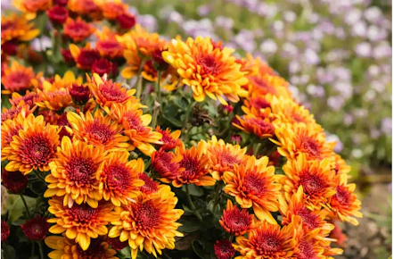 Bell Nursery Mum 2-Pack