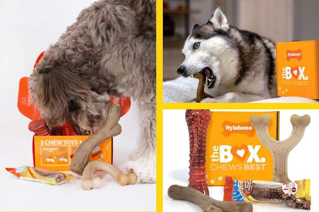 3 Nylabone Chew Toys and a Dog Treat, Only $18.50 at Chewy (Reg. $40) card image