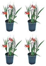 Lowe's Crocosmia Carmin Brilliant 4-Pack