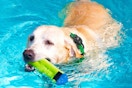 a dog swimming with a collar on