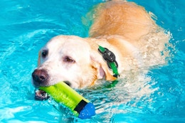 a dog swimming with a collar on