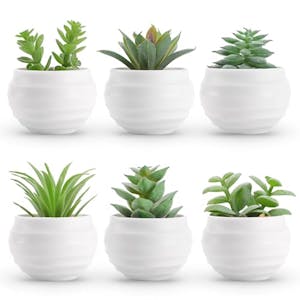 Artificial Succulent Plant 6-Pack