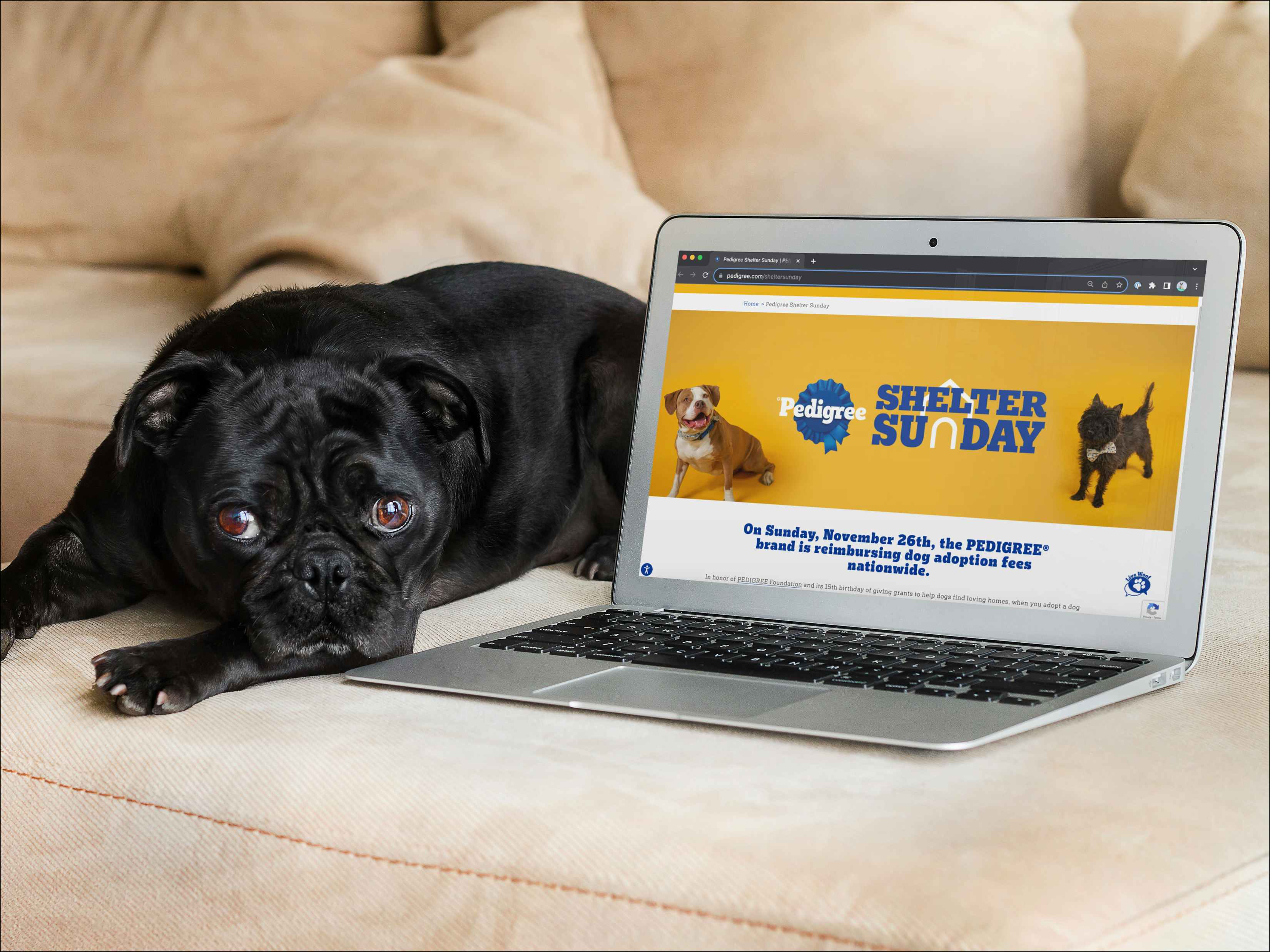 a small dog laying next to a laptop displaying the Pedigree webpage for Shelter Sunday
