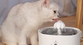 cat-water-fountain-amazon-feature