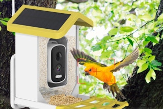 bird flying towards the feeder